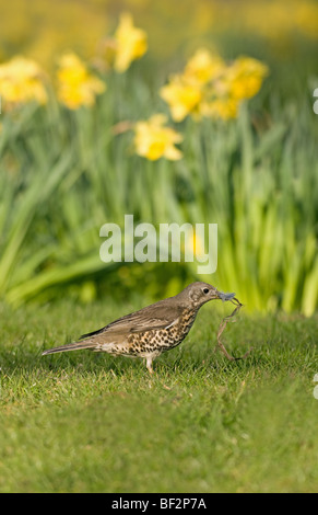 Mistle Thrush nido di raccolta di materiale con narcisi in background Foto Stock