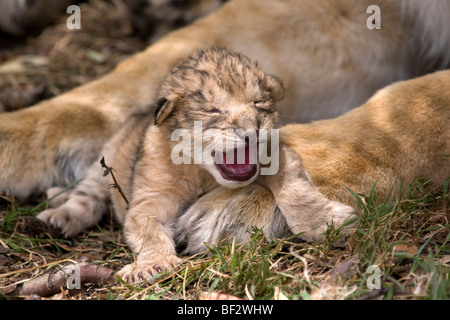 Giorno old Lion cub fa il suo primo scroscio Foto Stock
