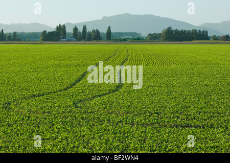 Agricoltura - Campo di una sana crescita precoce pisello freschi piante / vicino a Burlington, Washington, Stati Uniti d'America. Foto Stock