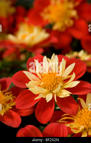 Dahlia 'Goldalia Scarlet' fiori rosso con fiori ligulati e disco giallo broccoli Foto Stock