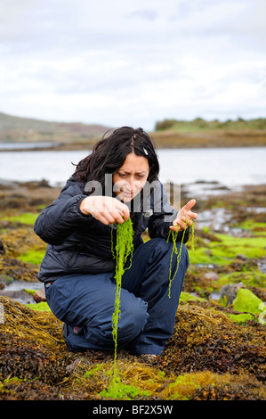 Modello rilasciato - Donna studiare vivacemente colorato alga trovata in Ballynakill zona porto. Connemara. Co Galway. L'Irlanda 2009 Foto Stock
