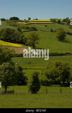 Un tipico paesaggio inglese in Cotswolds. Foto Stock