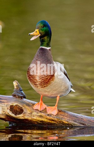 Mallard duck drake quacking sul log in stagno in autunno-Victoria, British Columbia, Canada. Foto Stock