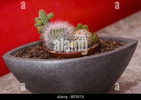 Pianta in vaso in bagno Foto Stock