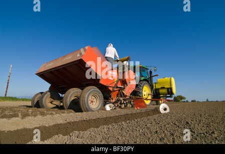 Agricoltura - la semina delle patate con un 4 la piantatrice a file / vicino a Burlington, Washington, Stati Uniti d'America. Foto Stock