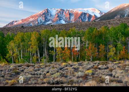 In autunno i colori appaiono in questo Aspen Grove alla base della catena montuosa della Sierra Nevada californiana. Foto Stock