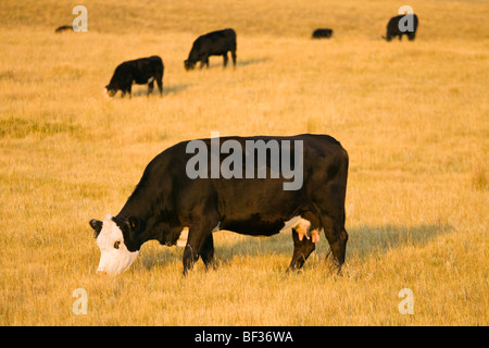 Bestiame - Nero vacca Baldie pascolare su un pascolo di erba indurito a inizio autunno / Alberta, Canada. Foto Stock