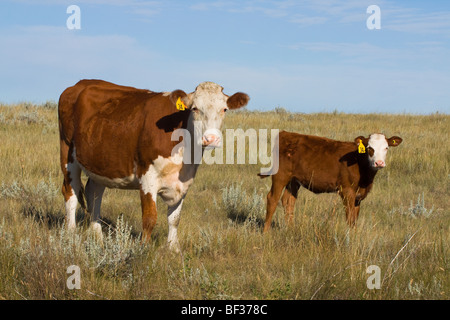 Bestiame - Hereford vacca e incroci di vitello su una tarda estate native prairie / Alberta, Canada. Foto Stock