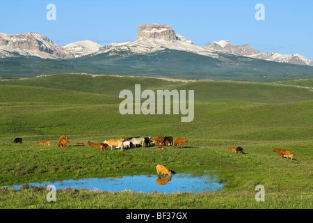 Razze miste di carni bovine vacche e vitelli di assemblare accanto ad un laghetto dopo l'alba in un pascolo pedemontana vicino a Canadian Rockies / Canada. Foto Stock