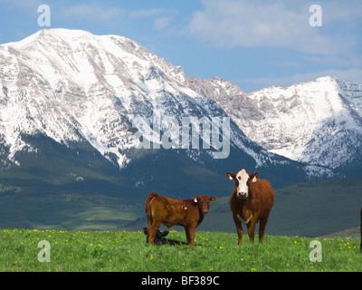 Bestiame - incroci beef cow su un foothill pascolo con coperte di neve Montagne Rocciose Canadesi in background / Alberta, Canada. Foto Stock