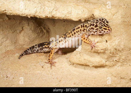 Leopard Gecko (Eublepharis macularius) Foto Stock