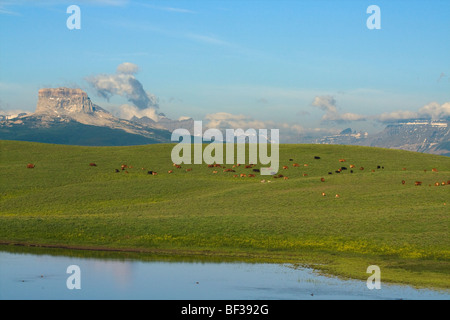 Razza vacche e vitelli di pascolare su un verde foothill pascolo con le Montagne Rocciose Canadesi in background / Alberta, Canada. Foto Stock