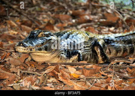 Caimano Pantanal, crocodilus Caimano yacare, San Francisco Ranch, Miranda, Mato Grosso do Sul, Brasile Foto Stock