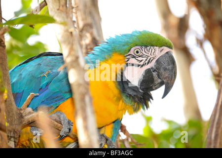 Blu e Giallo macaw, Ara ararauna, San Francisco Ranch a Pantanal, Miranda, Mato Grosso do Sul, Brasile Foto Stock