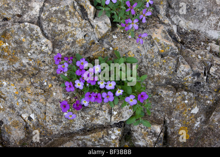 Aubrieta Aubretia deltoidea sulla roccia calcarea, Vikos, Grecia. Foto Stock