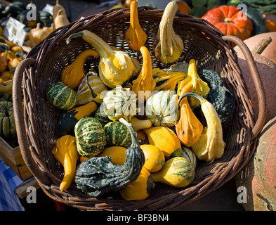 Zucche in un cestello Foto Stock