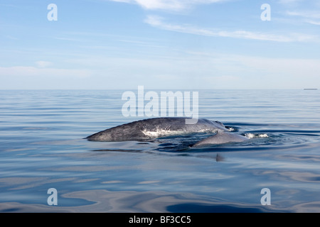 La balenottera azzurra (Balaenoptera musculus), femmina con il polpaccio. Foto Stock