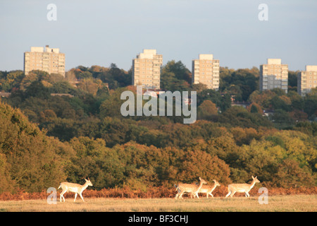 Il cervo a Richmond Park durante l'autunno Londra Foto Stock