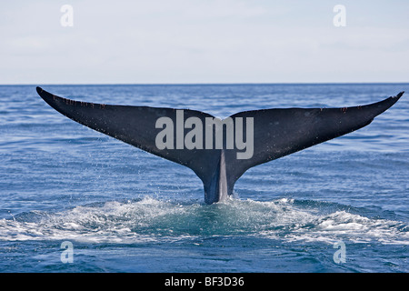 La balenottera azzurra (Balaenoptera musculus), fluking. Foto Stock