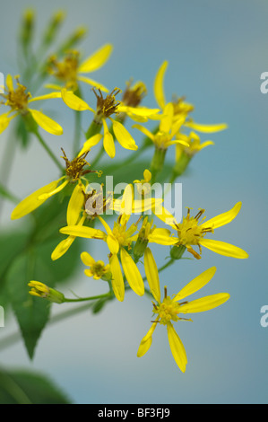 La vita di root, Squaw infestante (Senecio ovatus, Senecio fuchsii), fiori. Foto Stock