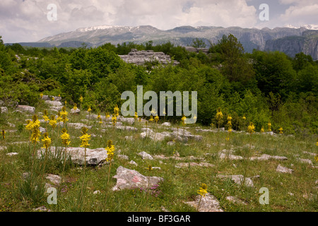 Asfodelo giallo Asphodeline lutea, nel Vikos Gorge National Park: Grecia del Nord . Foto Stock