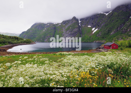 Un po' di rosso casa di legno in piedi da solo da un bellissimo fiordo circondato da montagne da qualche parte su isole Lofoten in Norvegia. Foto Stock