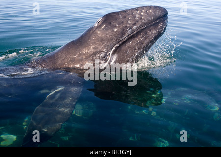 Balena Grigia, balena grigia (Eschrichtius robustus, Eschrichtius gibbosus). Vitello con la testa sollevata al di sopra dell'acqua. Foto Stock