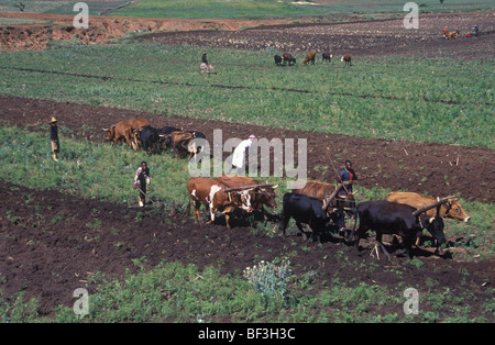 Il Lesotho agricoltori campo di coltivazione Foto Stock