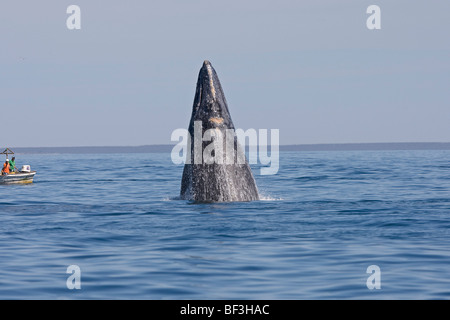 Balena Grigia, balena grigia (Eschrichtius robustus, Eschrichtius gibbosus) spyhopping nella parte anteriore del whale-watching barche. Foto Stock