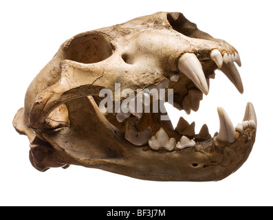 Puma cranio con bocca aperta e denti Foto Stock