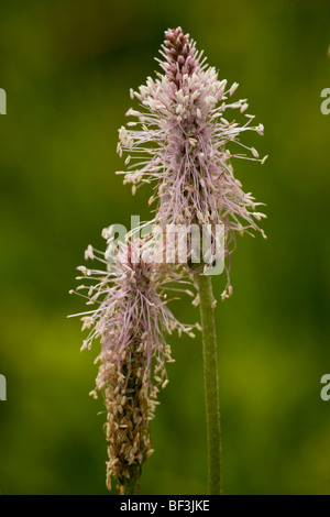 Annoso piantaggine Planzago media in fiore. Foto Stock