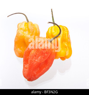 Arancio e giallo Scotch Bonnet Chili Peppers isolata contro uno sfondo bianco. Foto Stock