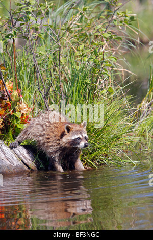 Raccoon (Procione lotor) il lavaggio degli alimenti in acqua. Foto Stock