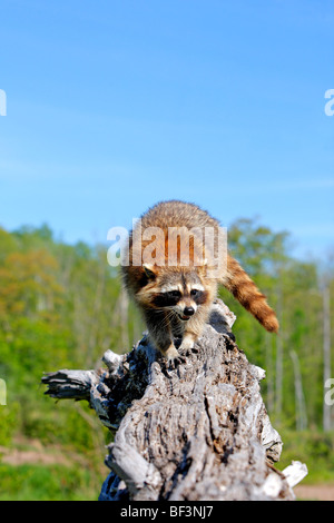 Raccoon (Procione lotor) in piedi su un ceppo di albero. Foto Stock