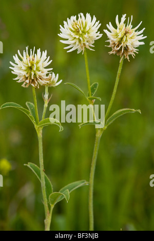 Trifoglio di montagna Trifolium montanum Foto Stock