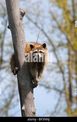 Raccoon (Procione lotor) su un albero. Foto Stock