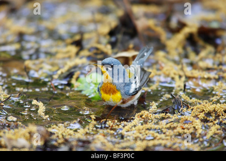 Parula settentrionale (Parula americana americana), una migrazione di Molla maschio nel piumaggio perfetto Foto Stock