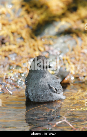 Grigio (Catbird Dumetella carolinensis carolinensis) di balneazione in Tanner della primavera nel Central Park di New York. Foto Stock
