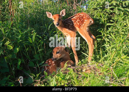 White-Tailed Deer (Odocoileus virginianus). Due cerbiatti in piedi in un prato. Foto Stock