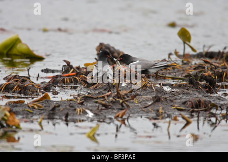 Black Tern (Chlidonias niger surinamensis), dando maschio femmina di pesce come parte di corteggiamento. Foto Stock