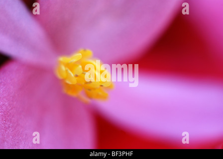 Begonia fiore, sfondo verde, fiore rosa, polline, fiore rosso, stame, Begonia, fiore, fyellow, close-up ravvicinato, macro Foto Stock