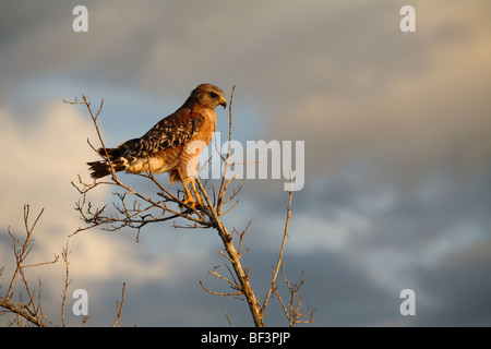 Rosso Falco con spallamento Foto Stock