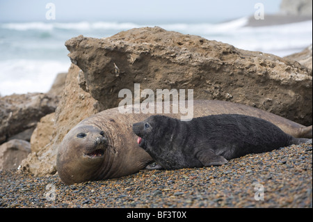 Elefante meridionale guarnizioni: femmina e pup, penisola di Valdes, Patagonia, Argentina. Foto Stock