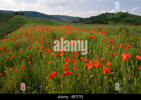 Campo di papaveri comune Papaver rhoeas vicino Saschiz. La Romania Foto Stock