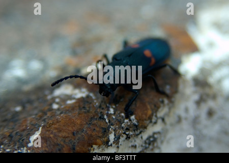 Beetle, Vila Velha, Espirito Santo, Brasile Foto Stock