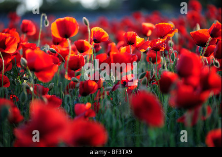 Papavero fiori selvatici papavero rosso rosso verde natura ambiente campi di papavero Foto Stock