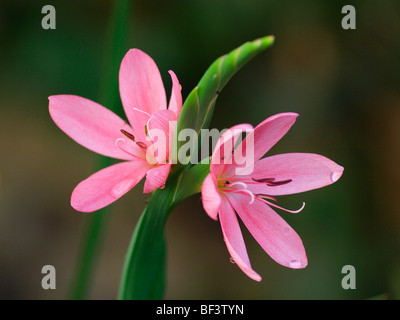 Rosa Giglio Kaffir, Schizostylis coccinea Foto Stock