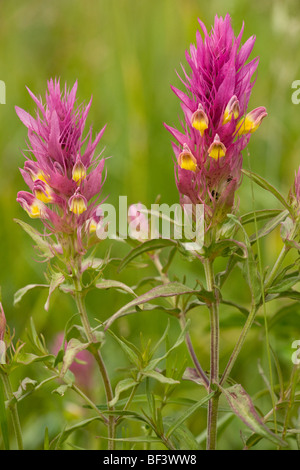 Campo cow-grano Melampyrum arvense; molto rari nel Regno Unito Foto Stock