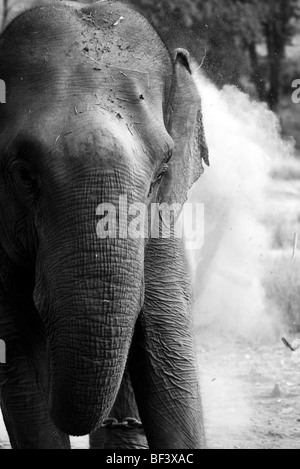 Elefante asiatico, Elephas maximas, polvere su se stessa come una crema solare, Bandhavgarh National Park, India, Foto Stock