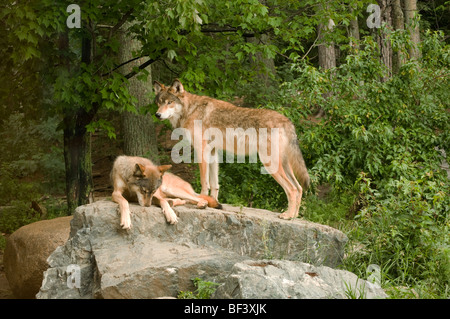 Due Rocky Mountain lupi sulla parte superiore della loro den rilassarsi e prendere il sole sotto il sole Foto Stock